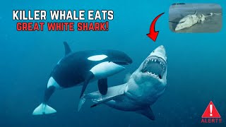 How Do Orcas Defeat Great White Sharks? ‼️