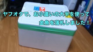 ヤフオクでお小遣いの大半を使い、金魚を落札しました！