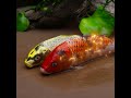 Stop motion ASMR  - Koi fish couple gluttonous strength #shorts #coco #fish