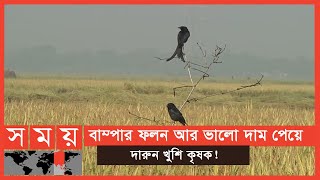 বোরো এবং আউশ মৌসুমে এবার দেখা গেছে ভিন্ন চিত্র | Paddy Price | Business News | Somoy TV