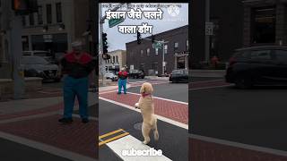 डॉग इंसानों जैसे दो टांगों पर चलता है #shorts #youtubeshorts #science #magic #expriments #dog