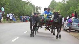 Sivagangai  madu vandi panthayam Rekla Race -2020