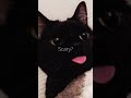 Black cats part 2🤩🤩 #blackcats #cats #edit #music #original #sub #trend #cutecat #like #trending