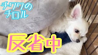 チワワのチロル♪。【短編動画】怒られて反省してる姿が可愛いです♪。