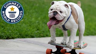 Otto the skateboarding bulldog - Guinness World Records