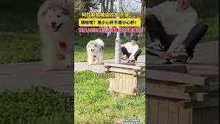 阿拉斯加：今天就撞死你 #阿拉斯加 #阿拉斯加犬 #狗狗 #狗 #狗子 #狗子成精了