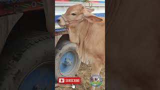 Salugrr Brahman Calf in #shortvideo