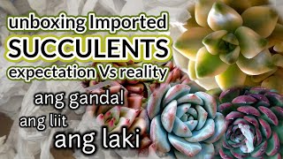 Unboxing Rare and Imported Succulents || First look and Impression