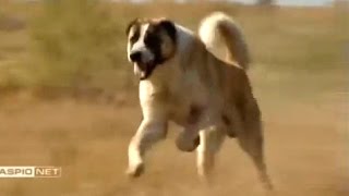 Tobet Dog Kazakhstan | Тобет - казахский волкодав