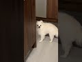 너무나 솔직한 포메라니안🥺 pomeranian 본인만예뻐야하는강아지 솔직한강아지 포메라니안