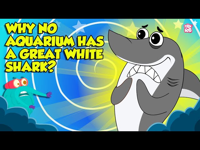 Deadliest Shark Mystery Why No Aquarium Has A Great White Shark