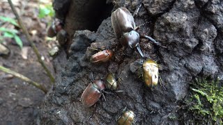 ようやく梅雨明け！カブクワ採集に行くぞ！！Insect collection in Japanese forest　【カブトムシ・クワガタムシ】