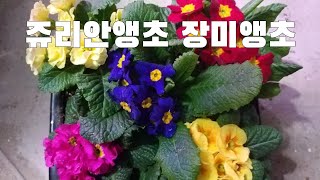 쥬리안앵초 장미앵초 분갈이해주기