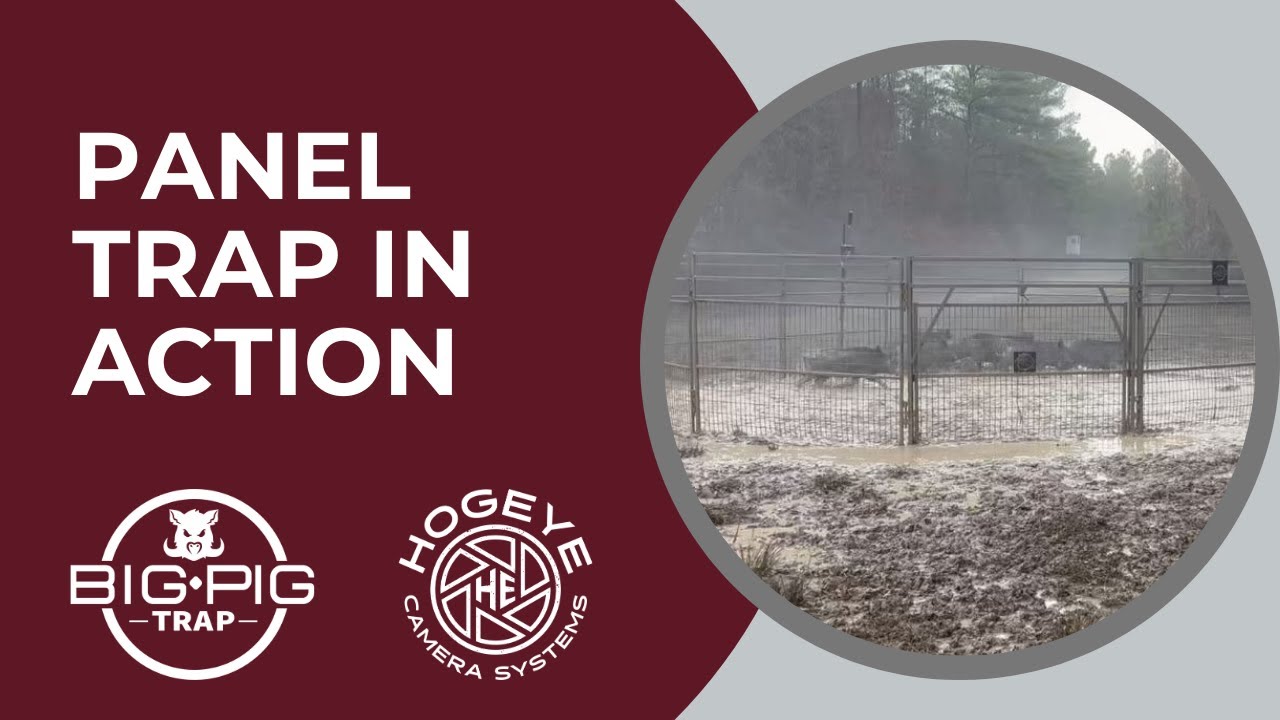 Big Pig Panel Trap Youtube