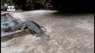 Crocodile Breeding Centre in Bardia National Park, Nepal