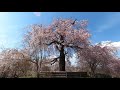 【2021🌸桜 sakura】満開です！京都の桜といえば円山公園の枝垂れ桜　完結編 kyotoguide 2021 cherry blossoms informations