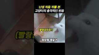 난생 처음 쥐를 본 고양이의 충격적인 반응