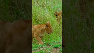 Adorable Baby Lions Play and Explore: Meet the Future Kings of the Jungle