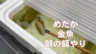 めだか・金魚の朝の餌やり