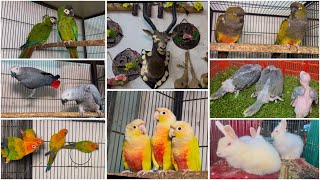 Multan Sunday Birds Market Rasheedabad 19 Decmber 2024 | pakistan bird market video par 2