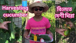 Harvesting cucumber || Cucumber harvesting || খিরা সংরক্ষণ || শসা সংরক্ষণ