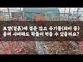 토양 표면(겉흙)에 경운(로타리)  유기물(퇴비 등) 흩어 시비해도 작물이 먹을 수 있을까요? / 토양 유기물함량 높이기 😃