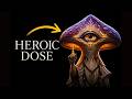 Magic Mushroom & Ayahuasca: Portal To Higher Consciousness