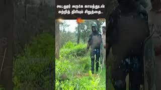 Gudalur அருகே காயத்துடன் சுற்றித் திரியும் சிறுத்தை..