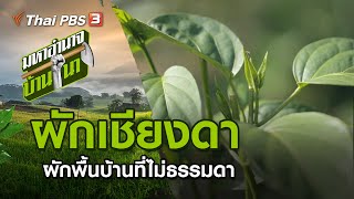 ผักเชียงดา ผักพื้นบ้านที่ไม่ธรรมดา : มหาอำนาจบ้านนา (23 ส.ค. 63)