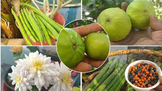 మొదలైన సమ్మర్ హార్వెస్ట్..🍅🍏🍆🍒ఎలాంటి పురుగులు మొక్కలకు రాకుండా ఇలా చేయండి..