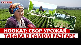 Ноокат: Сбор урожая табака в самом разгаре