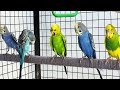 The Ultimate Budgie Soundtrack: Happy Bird Chirps