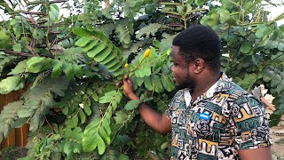 Cassia Alata. This plant cures all kinds on skin diseases