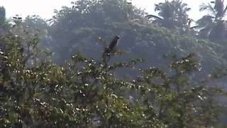 Shikra (Accipiter badius)