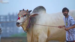 Sibi Bhagnari Cattle