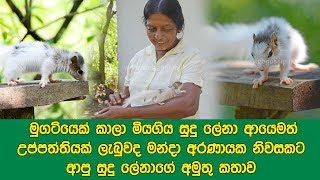 මුගටියෙක් කාලා මියගිය සුදු ලේනා ආයෙමත් උප්පත්තියක් ලැබුවද මන්දා අරණායක නිවසකට ආපු සුදු ලේනා