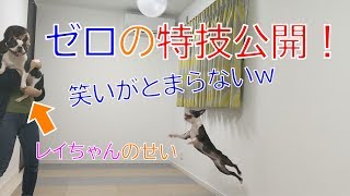 ボストンテリア ゼロの特技！風船ヘディング（フレブル レイちゃんも参戦）