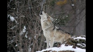 Wolf Hunt Update And A Crazy Story, ( lots of video and photos)