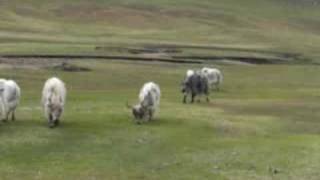 Trans Trip - Day 16 - Yaks of Mongolia