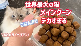 デカ猫メインクーン用ご飯がでかすぎる！！！（咀嚼音）