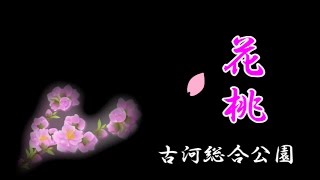 古河花桃まつり（2016年）