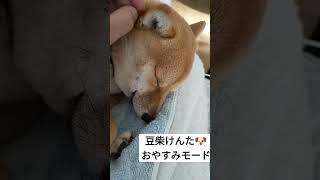 【モフモフ】豆柴けんた、おやすみタイムになでなで🐶