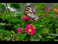 BUTTERFLY SANCTUARY Camp John Hay Adventure | places to see and visit in Baguio SEMBRANO TWINS