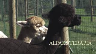 Coniraya Alpaca Farm