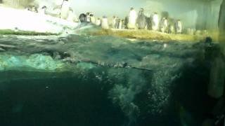 飛ぶように泳ぐペンギン (アドベンチャーワールド) penguins