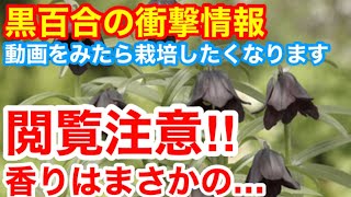 【黒百合　衝撃情報】めちゃくちゃマニアックな話です！花の香り実は…う◯ちの匂いがします‼︎Ver228【カーメン君】【黒百合】【宿根草】【家庭菜園】【園芸】【球根】【百合】【Lilly】