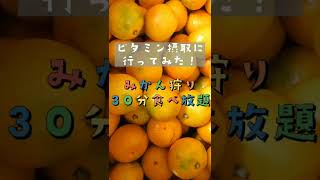 みかん狩りバスツアーに参加したよ #shorts