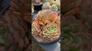 SUCCULENT GARDEN 多肉基地普货和精品的价格区别 #succulent #plants #garden