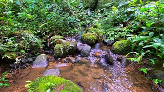 Unwind Your Thoughts With Calming Water Flow In A Mossy Jungle - Relaxing Stream To Soothe Your Soul