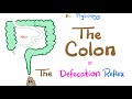 The Colon & The Defecation Reflex | Gastrointestinal Physiology